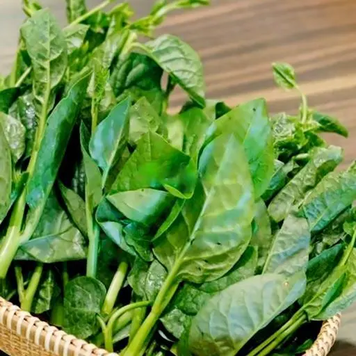 Hình ảnh Rau mồng tơi thêm