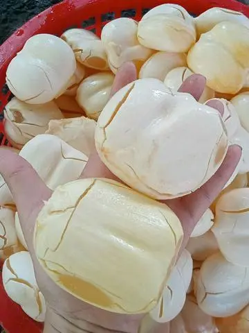 Hình ảnh TRÁI THỐT NỐT TƯƠI 1kg/túi 