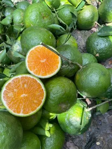 Hình ảnh Cam Tươi
