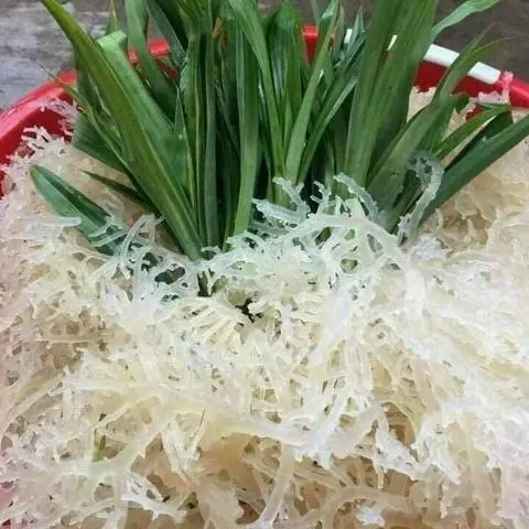Hình ảnh Rong Sụn Biển Khô 500g 
