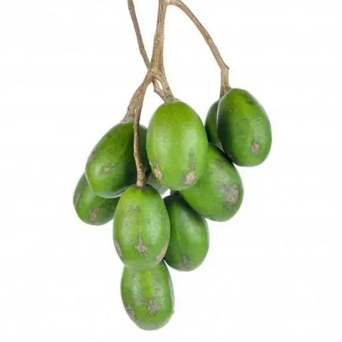 Hình ảnh cóc non 0,5kg