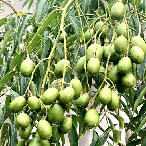 Hình ảnh ÉP CÓC/ Chai nguyên chất, không đường không đá