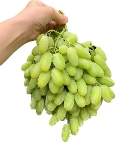 Hình ảnh NHO XANH CÔ GÁI TRÁI DÀI( 500g)