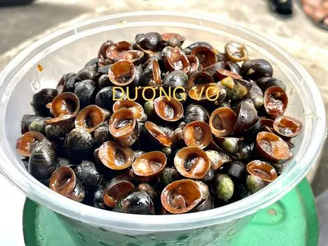 Hình ảnh Ốc Dừa Trung Lớn Xào Bơ Không Cay