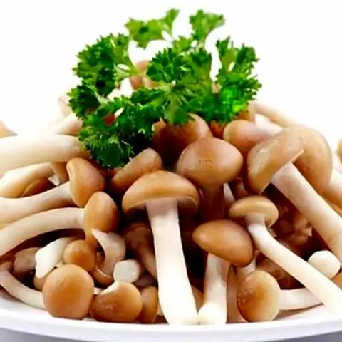 Hình ảnh Nấm linh chi - nửa g