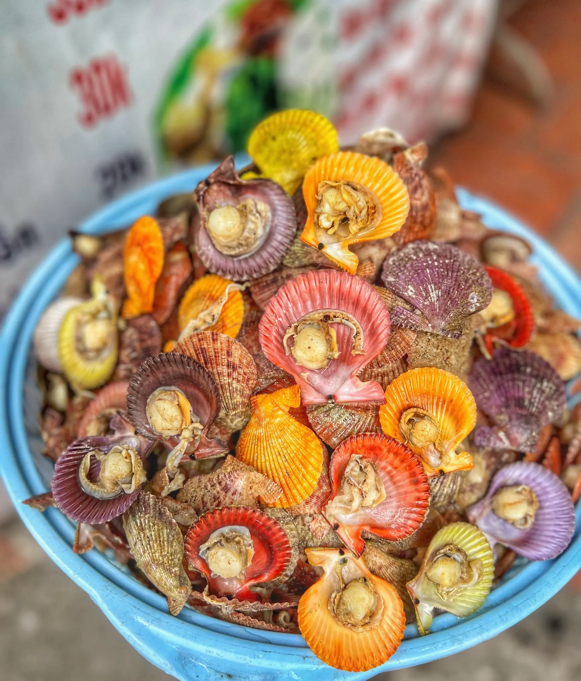Hình ảnh Sò điệp ngũ sắc