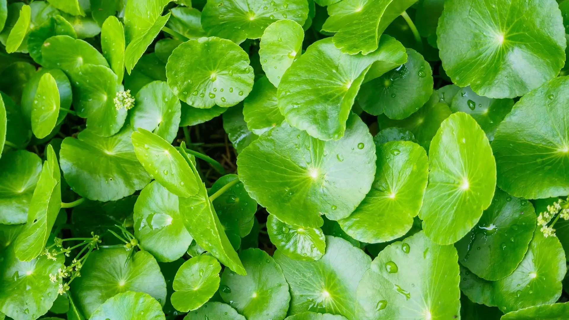 Hình ảnh Rau má nguyên chất