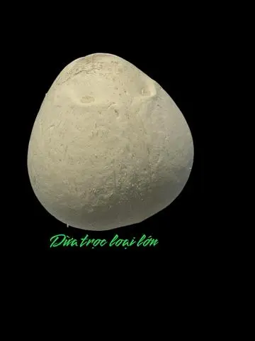 Hình ảnh Dừa trọc lớn - túi