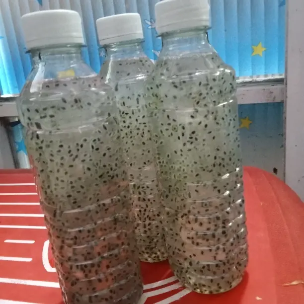 Hình ảnh hạt é mũ trôm lá dứa 