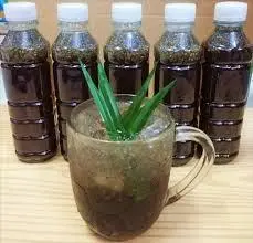 Hình ảnh sâm bí đao hạt chia ly lớn 