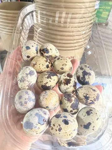 Hình ảnh trứng cút 