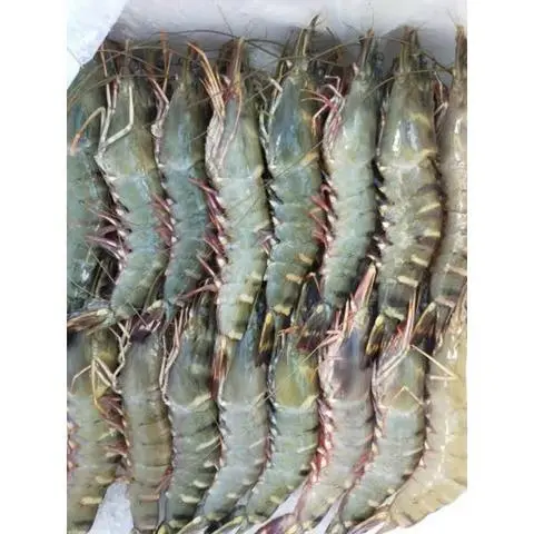Hình ảnh Tôm Thêm.