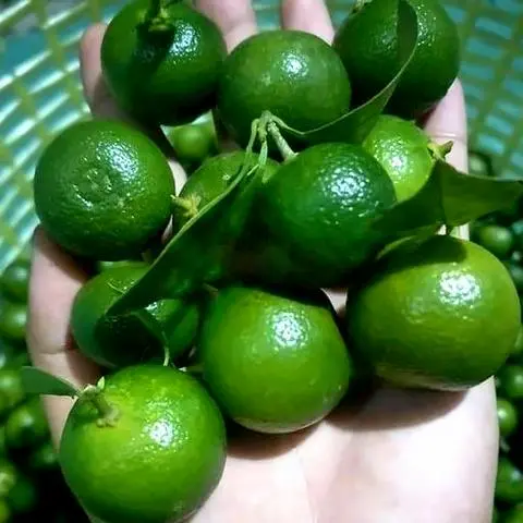 Hình ảnh Tắc