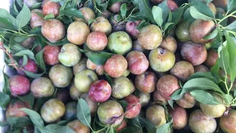 Hình ảnh mận hà nội size lớn