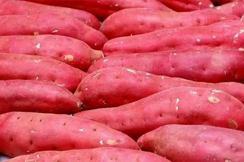 Hình ảnh Khoai lang Nhật Sống 500gr
