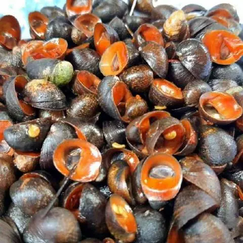 Hình ảnh ỐC DỪA  LUỘC VỚI TẮC MUỐI ỚT 