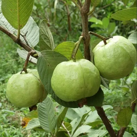 Hình ảnh Ổi 1kg