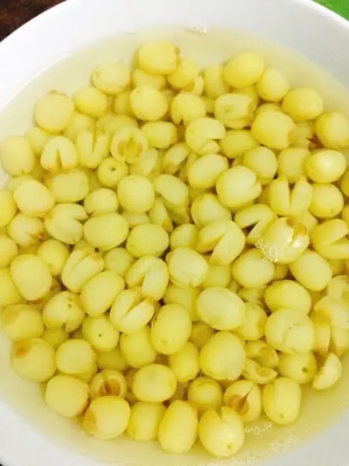 Hình ảnh Bo Bo bạch Quả đá