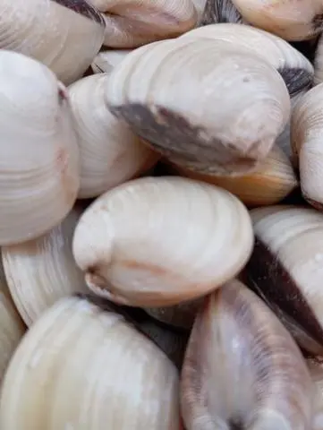 Hình ảnh nghêu 