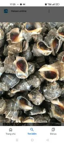 Hình ảnh Ốc gai nướng mọi