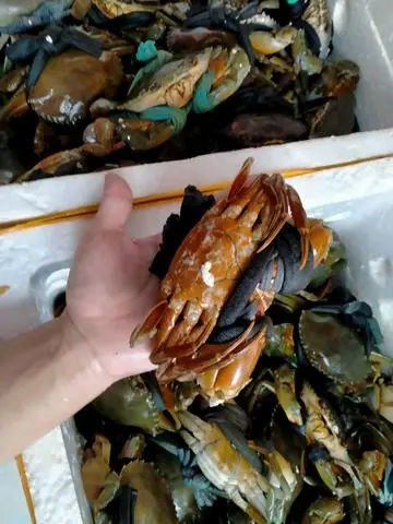 Hình ảnh sét cua sống 5con bao ăn 