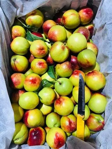 Hình ảnh Đào Sapa