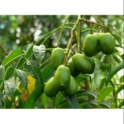 Hình ảnh Nước Ép Cóc Nguyên Chất đóng chai 330ml