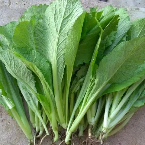 Hình ảnh CẢI BẸ XANH