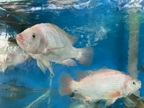 Hình ảnh Diêu hồng nấu riêu