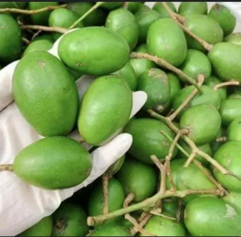 Hình ảnh cóc bao tử (1kg)