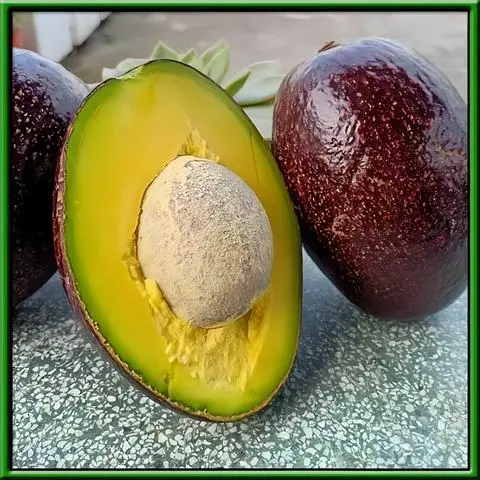 Hình ảnh Bơ dầm sữa