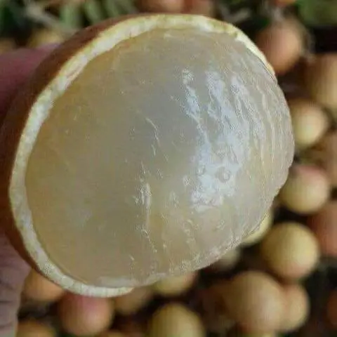 Hình ảnh Nhãn xuồng 