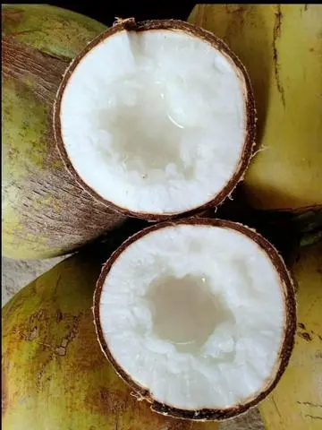 Hình ảnh DỪA SÁP LOẠI ĐẶC BI (bao ăn 2 ngày khi nhận)