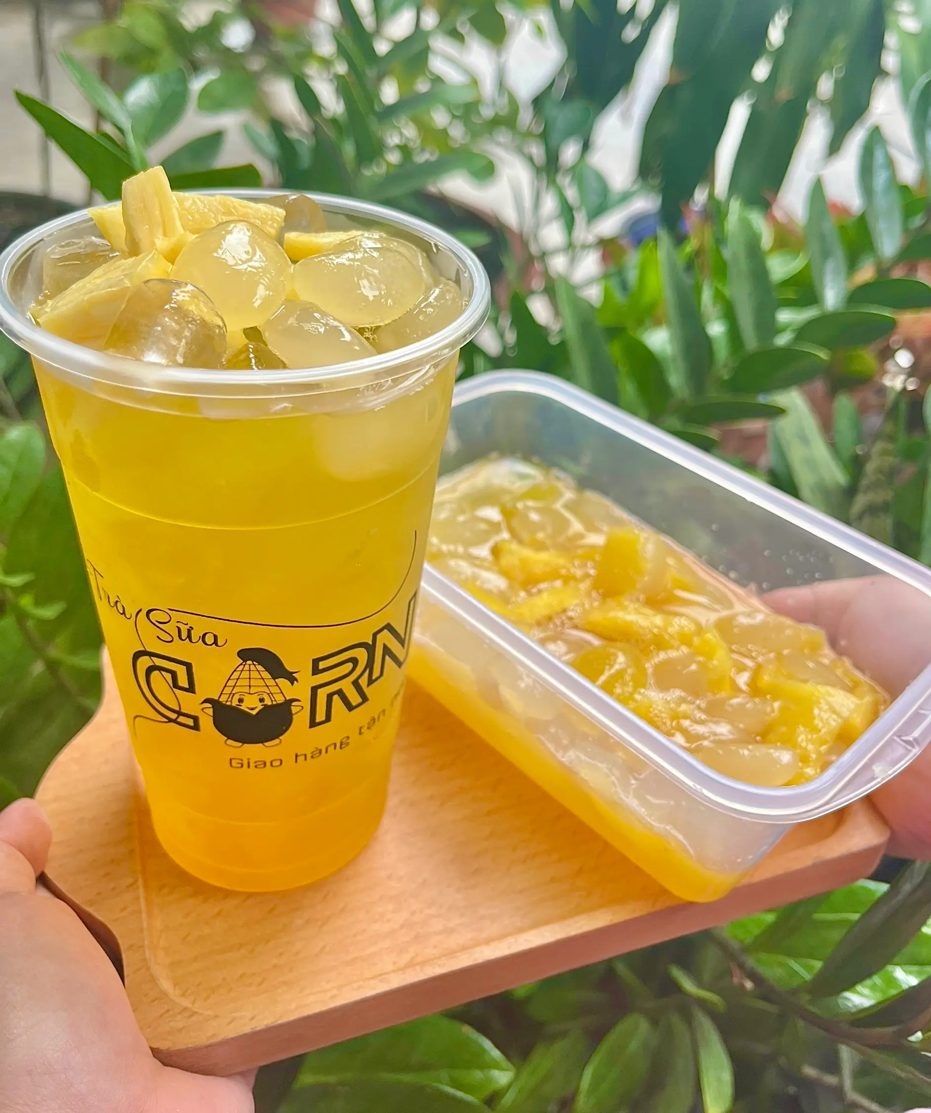 Hình ảnh Trà lài đác  thơm (L)