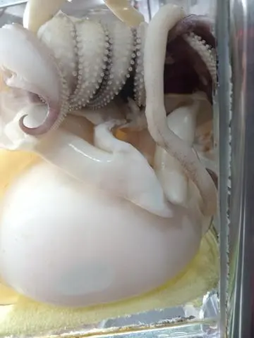 Hình ảnh mực thêm