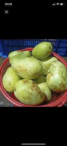 Hình ảnh Xoài Tứ Quý  (500gr) tặng muối 