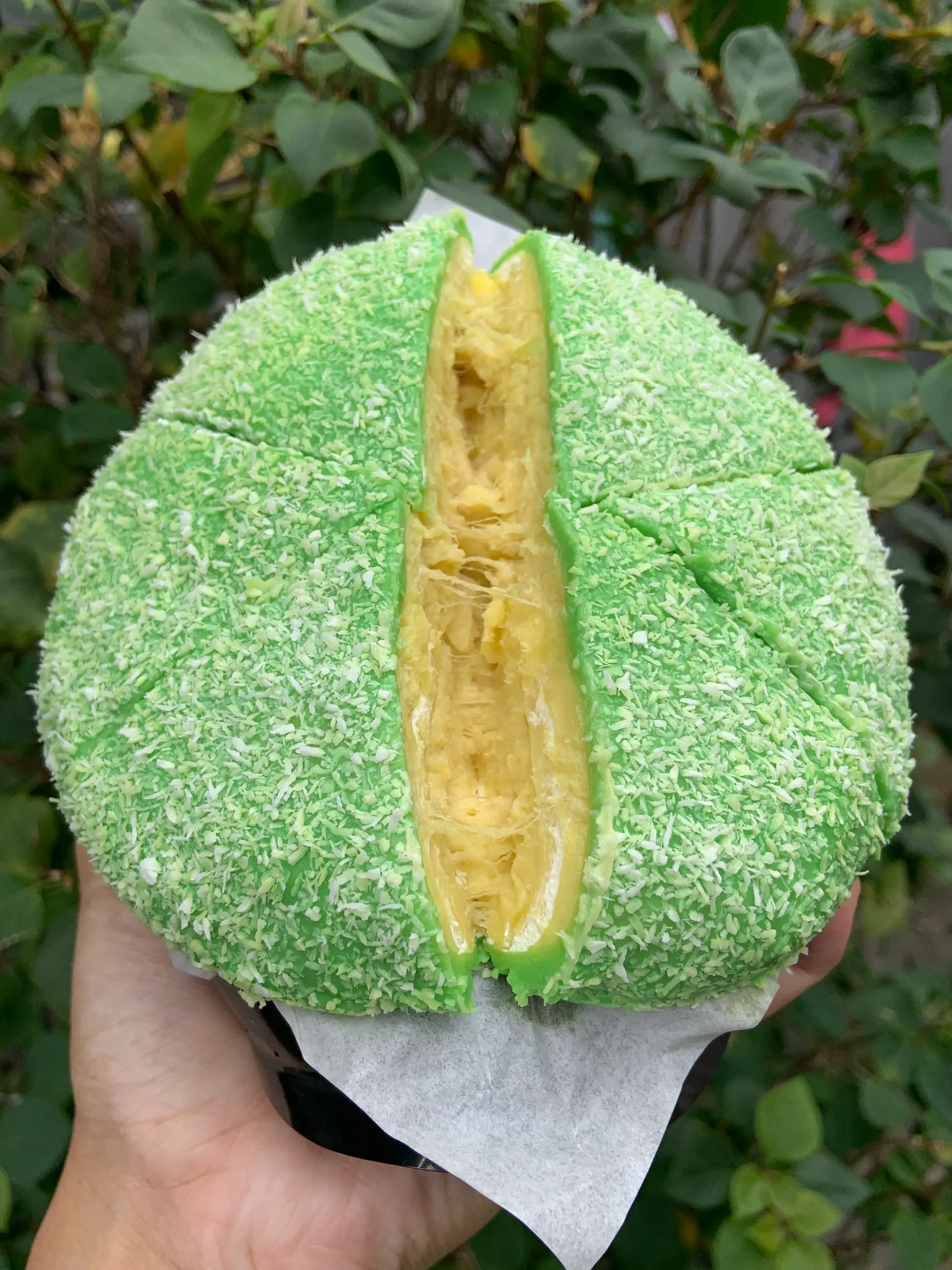 Hình ảnh Phú sĩ sầu riêng lá dứa size 14cm  