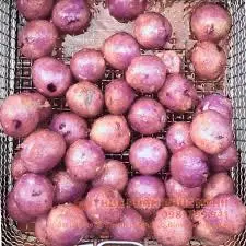 Hình ảnh Mực Viên Chiên