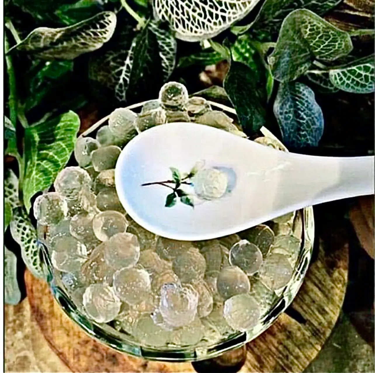 Hình ảnh THẠCH TRÂN TRÂU TRẮNG