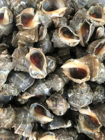 Hình ảnh ốc gai xào tỏi bắp