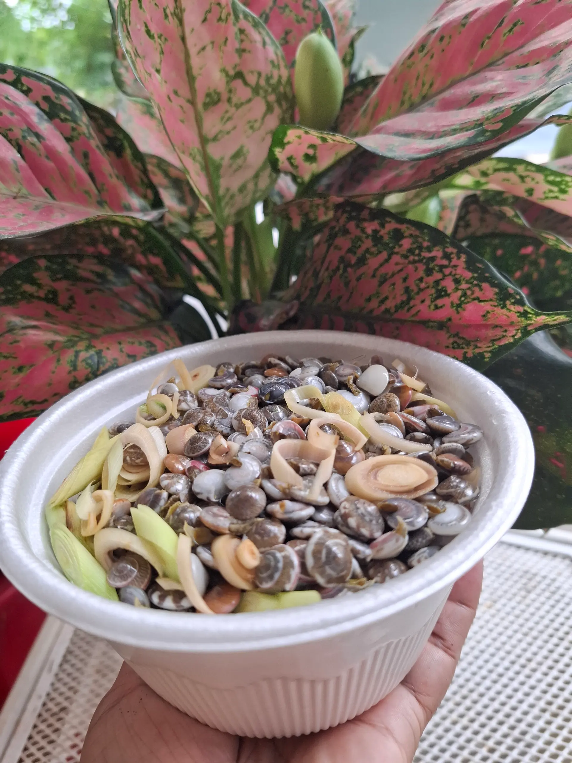 Hình ảnh ốc ruốc trung   luộc sả  phần 1kg 