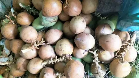 Hình ảnh 1 trái dừa xiêm đỏ bến tre 