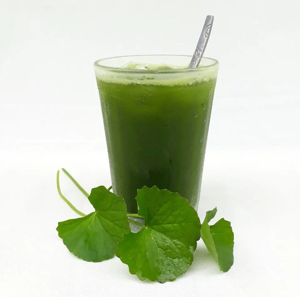Hình ảnh Rau Má Ly Lớn