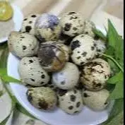 Hình ảnh cút lộn 20 trứng 