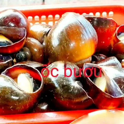 Hình ảnh Ốc bươu hấp sả