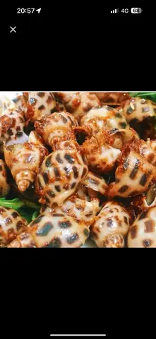Hình ảnh Ốc Hương xào sate