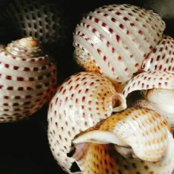 Hình ảnh tỏi giấy Nướng phô mai 1con 