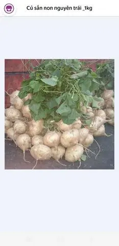 Hình ảnh Củ sắn (500gr)
