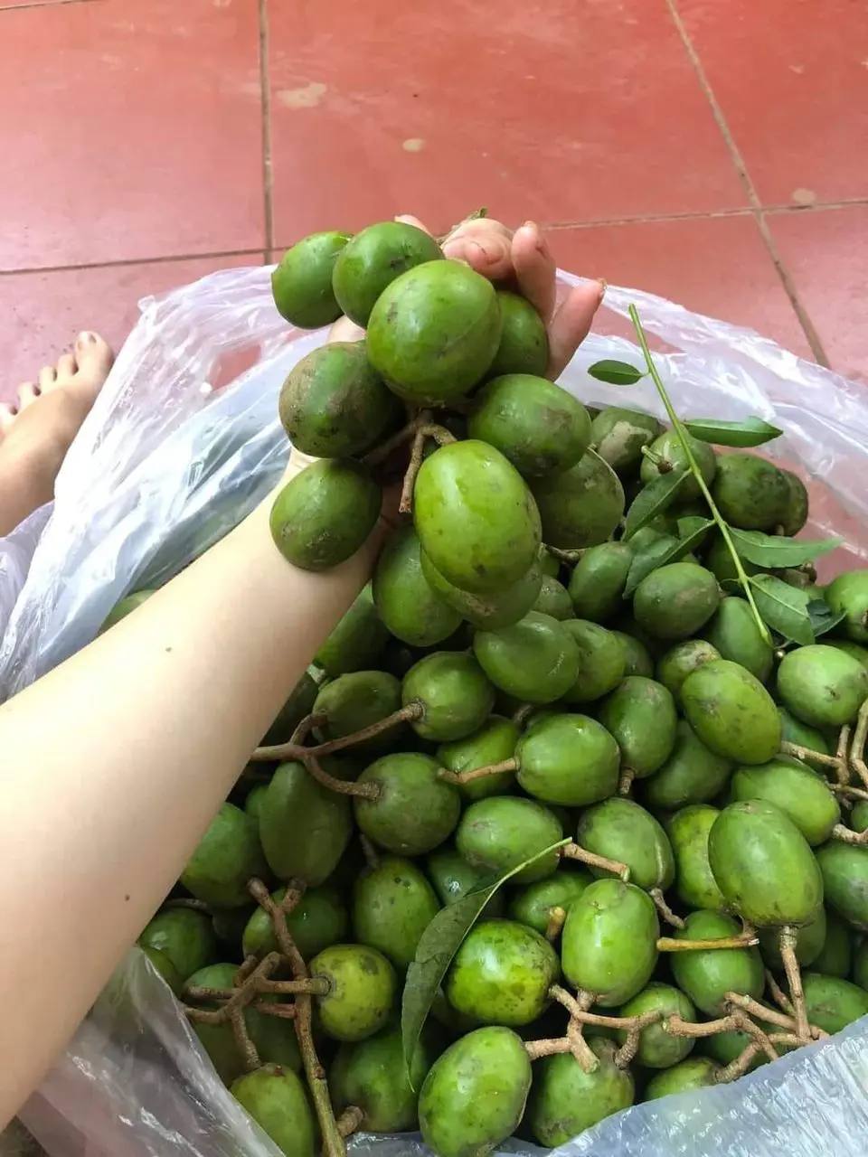 Hình ảnh cóc non còn vỏ 0,5kg