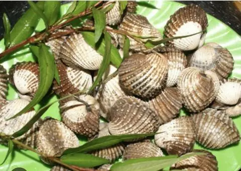 Hình ảnh Sò huyết nướng mọi